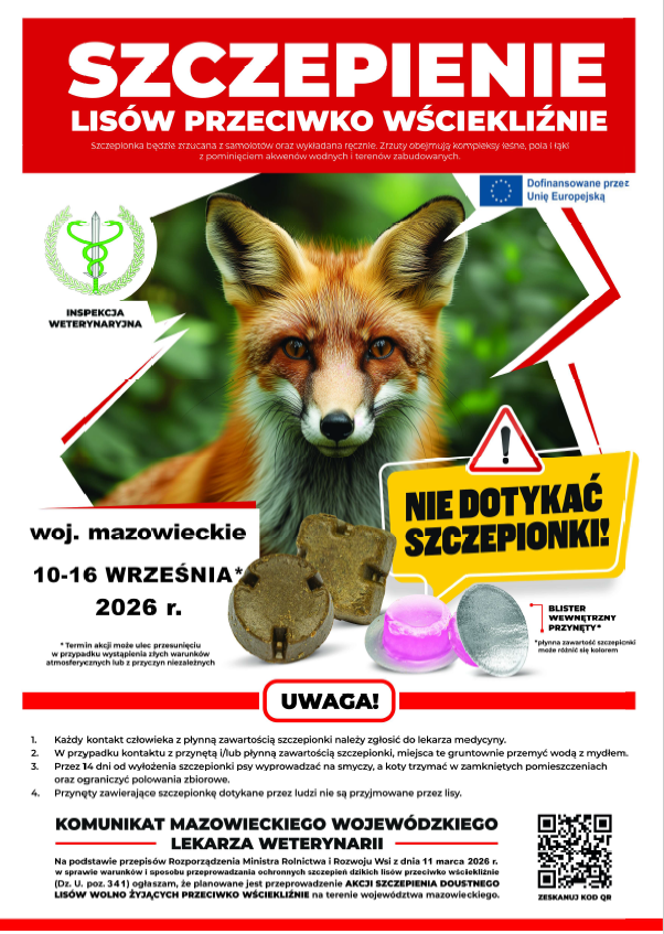 Read more about the article Szczepienie lisów przeciwko wściekliźnie